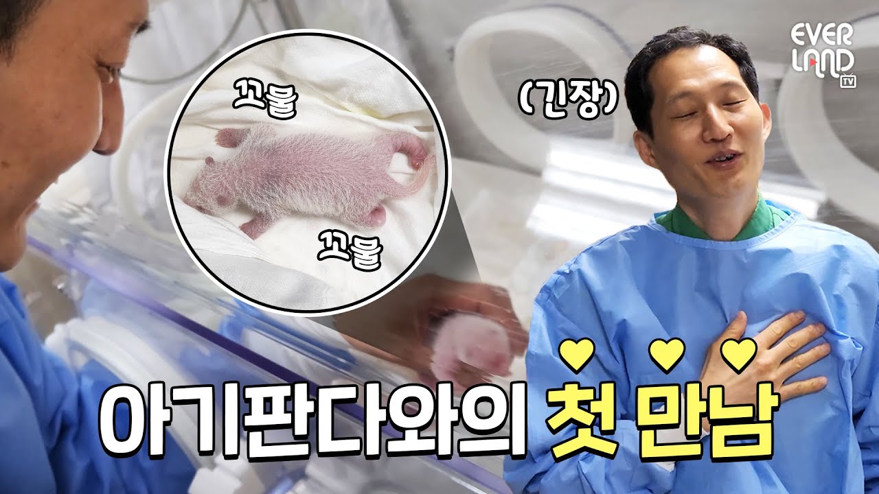 [단독] 쌍둥이 아기판다❤송바오 소중한 첫 만남 현장 l #판다와쏭 #119