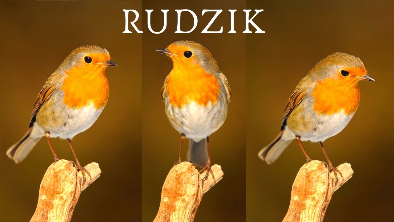 RUDZIK  -  w moim ogrodzie |  Robin - in my garden
