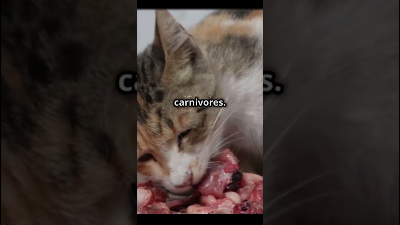 Cat Care 101: Tips for a Happy Feline