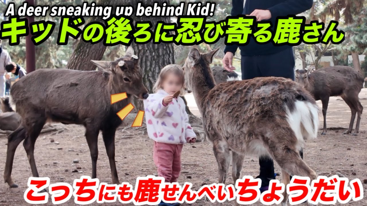 キッドの後ろに忍び寄る鹿さん　こっちにも鹿せんべいちょうだいA deer sneaking up behind Kid!