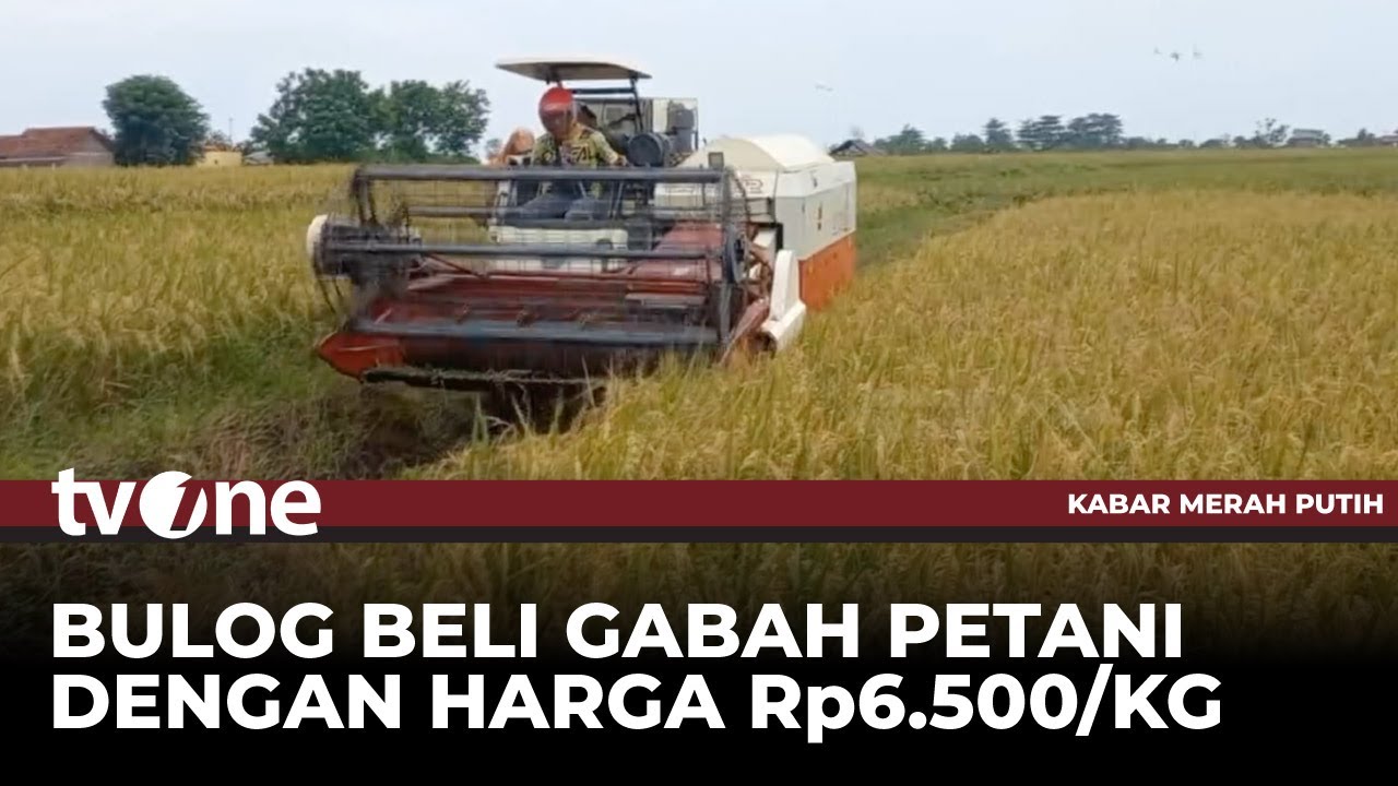 Bulog Serap Gabah Petani Rp6.500 Per Kilogram | Kabar Merah Putih tvOne