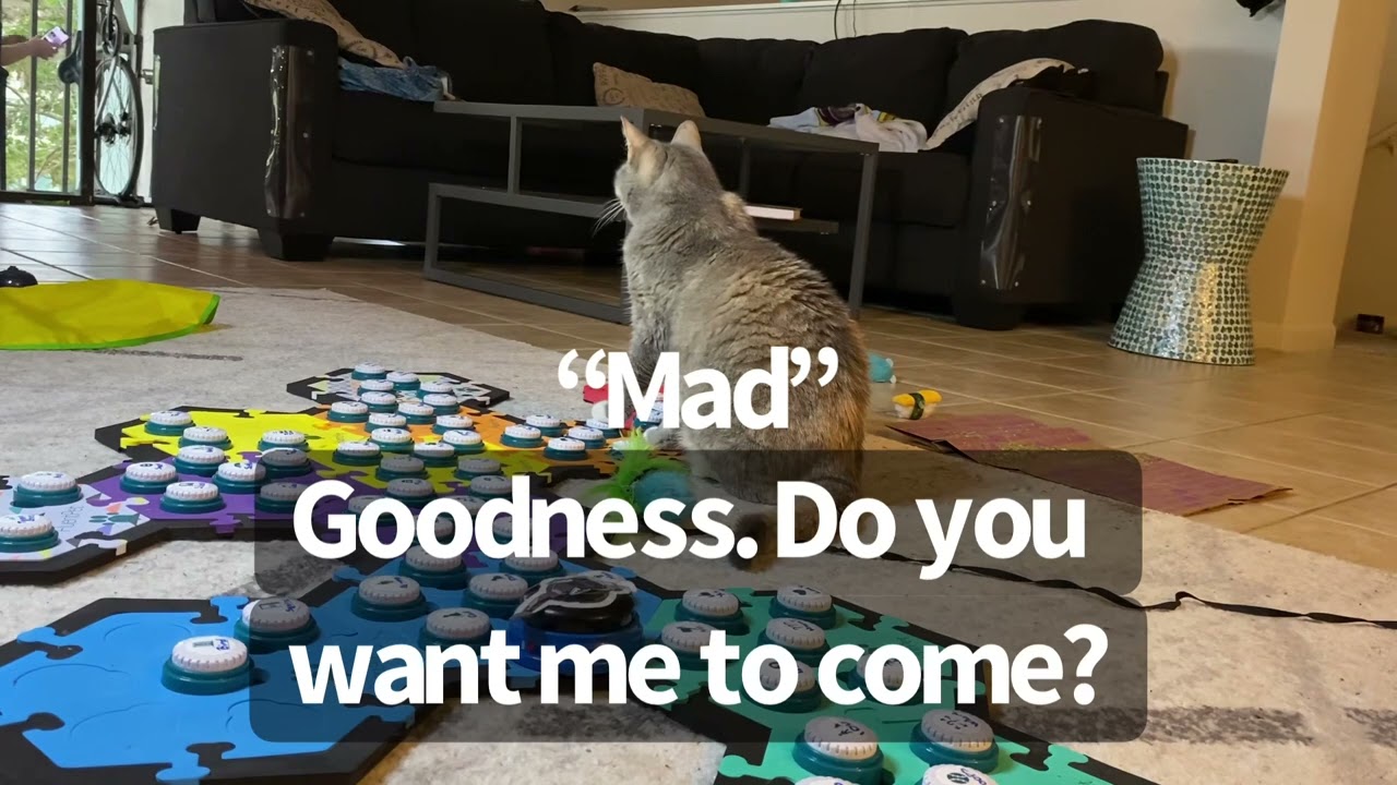 I missed the nonverbal communication and made Billi MAD | BilliSpeaks