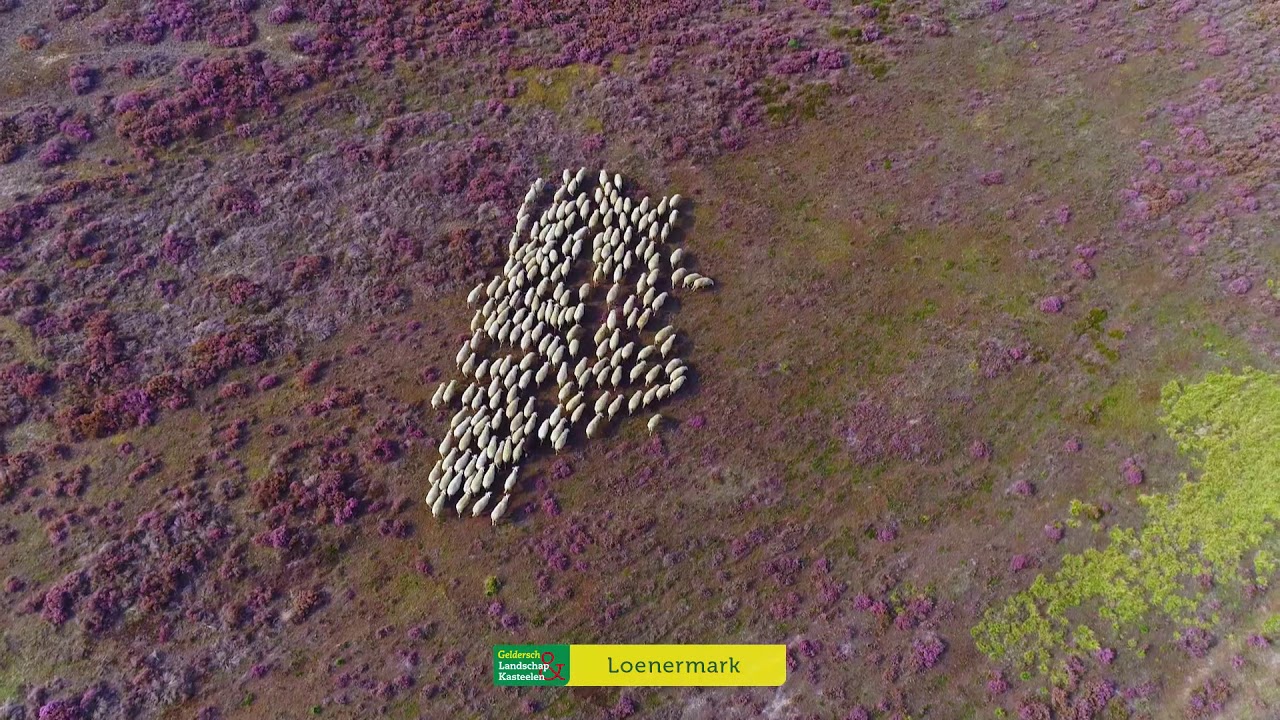 Natuurbeelden bloeiende heide Loenermark
