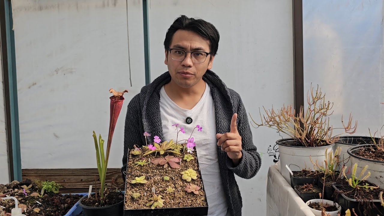 Sustrato para plantas carnívoras 