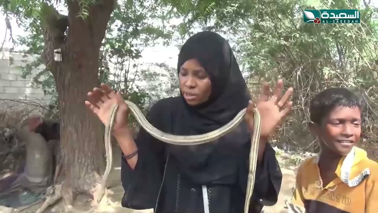 أفراد أسرة في تهامة أصدقاء للثعابين ومصدر دخل لهم