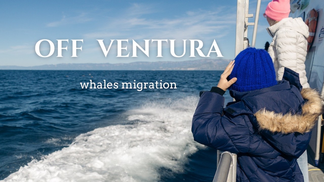 Whale Watching in Ventura | What an Adventure!