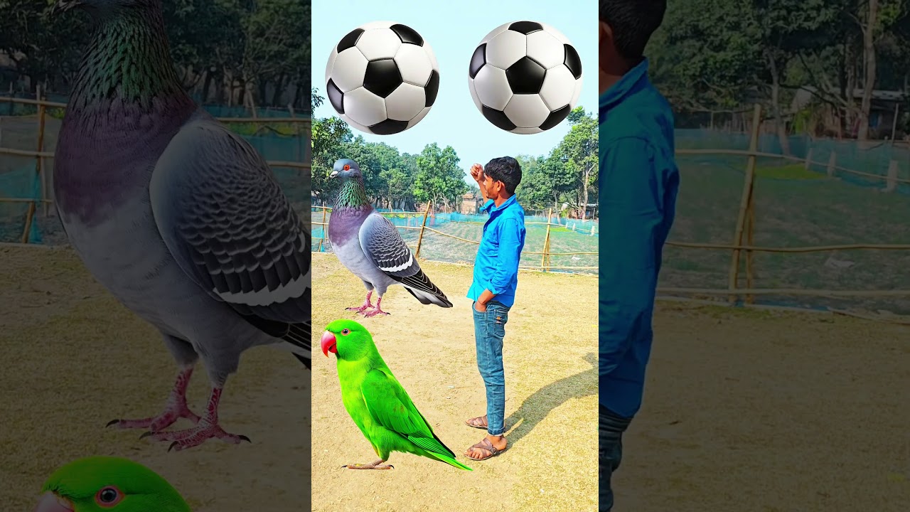 Rounding coconuts to Duck, Peacock, Pigeon & Parrot - Birds names magic video