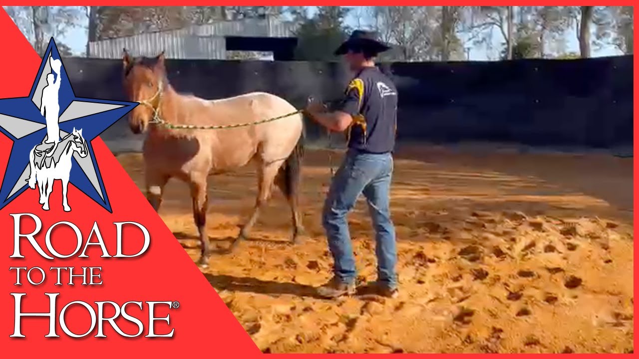 Three Simple Ground Training Exercises You Can Do with your Horse