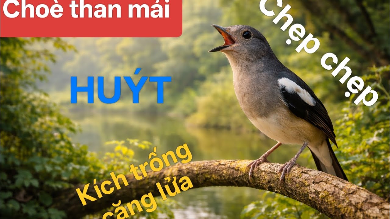 Cho&egrave; than m&aacute;i HU&Yacute;T, Chẹp chẹp k&iacute;ch trống căng lửa #birds #choethan
