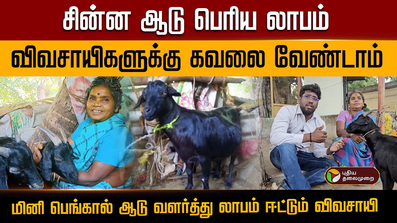 மடப்புரம் விவசாயி காளீஸ்வரியின் மினி பெங்கால் ஆடு லாபக் கதை | Goat | PTD