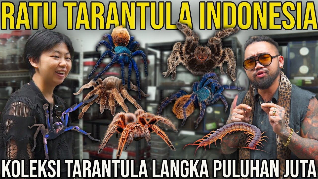 RATU TARANTULA INDONESIA, KOLEKSI TARANTULA LANGKA PULUHAN JUTA. SPIDER LOVER #AudreyA