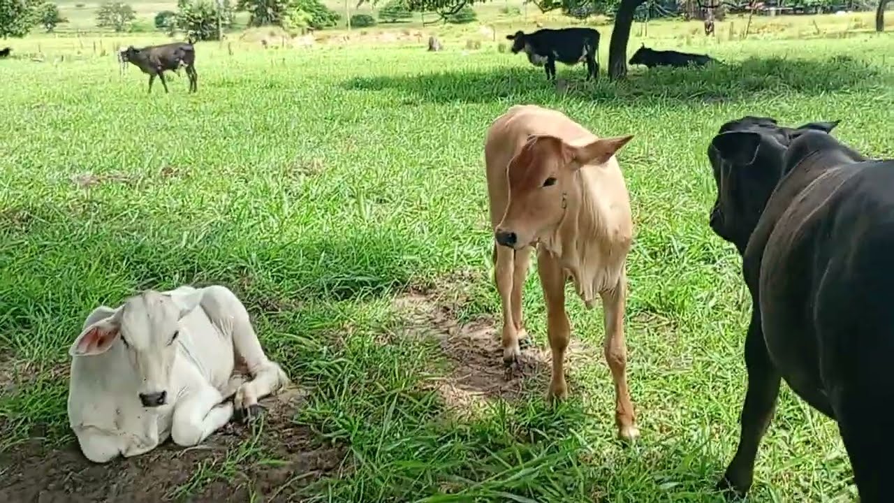 Bora pra lida de gado ? Salmos 37:5 entrega teu caminho ao senhor confia nele e o mais ele fará 