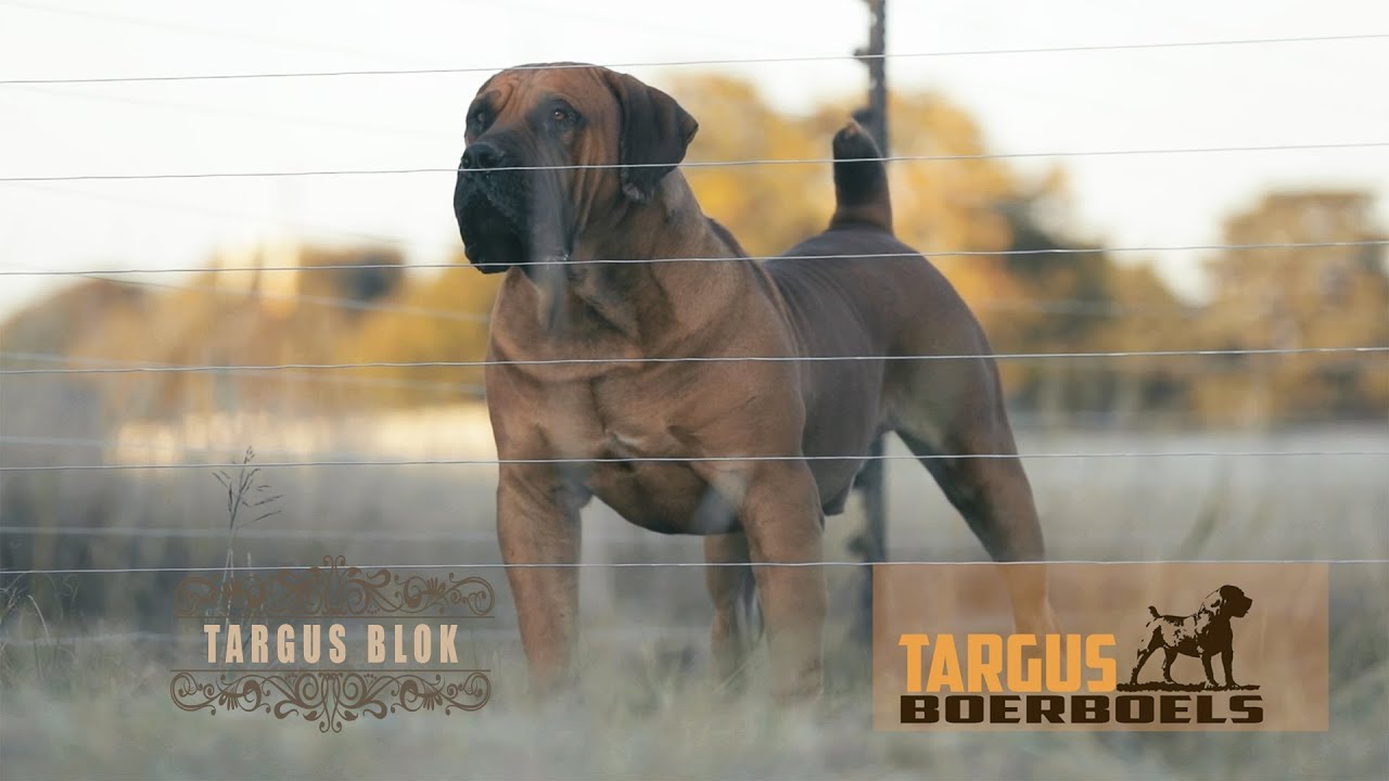 Targus Blok Promotional Video