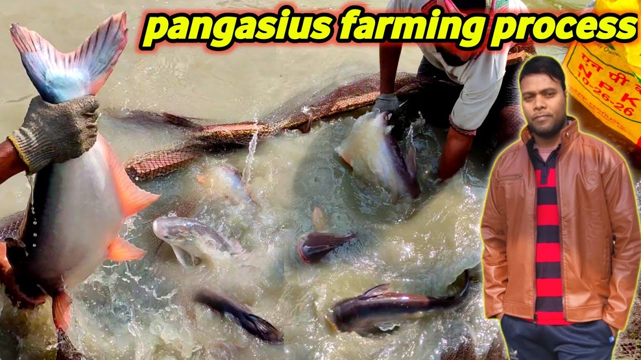 pangas fish farming business in india | big pangasius catfish farming and culture process #fishinfo