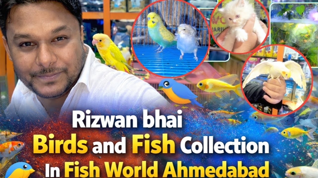एक से बढ़कर एक Birds & Fish हैं हमारे रिज़वान भाई के Fish World एक्वेरियम में। 🐦🐠