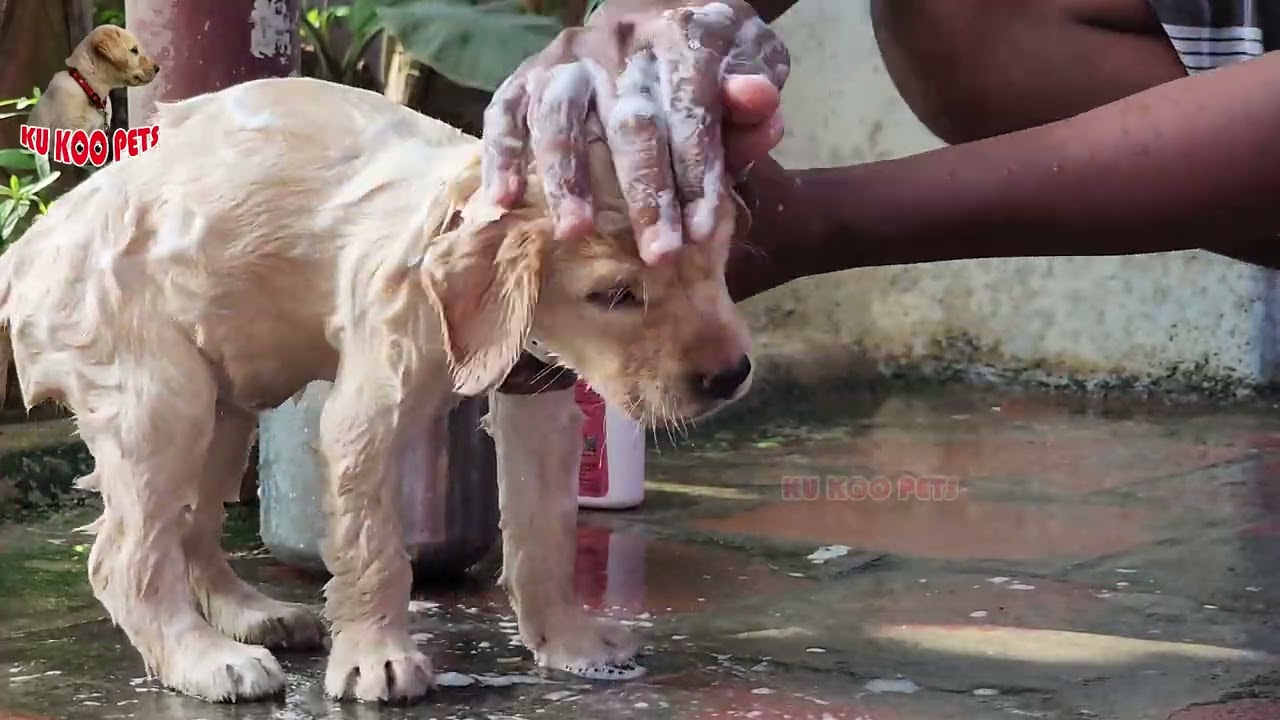 Labrador puppy summer bath | dog bathing 1st time | Kukoopets