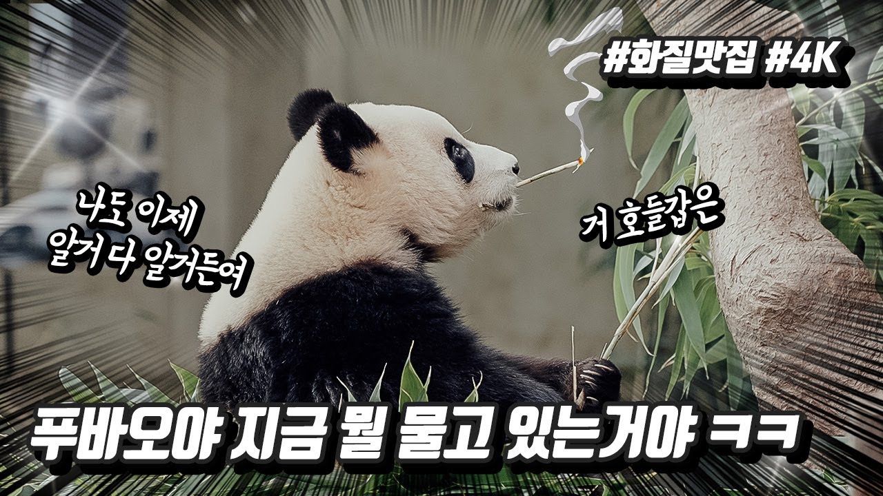 아니아니 푸바오야, 대체 왜 대나무를 그렇게 물고 있어?! ㅋㅋㅋㅋㅋㅋ #그럼내가이렇게 #합성을할수밖에없잖 #판다월드