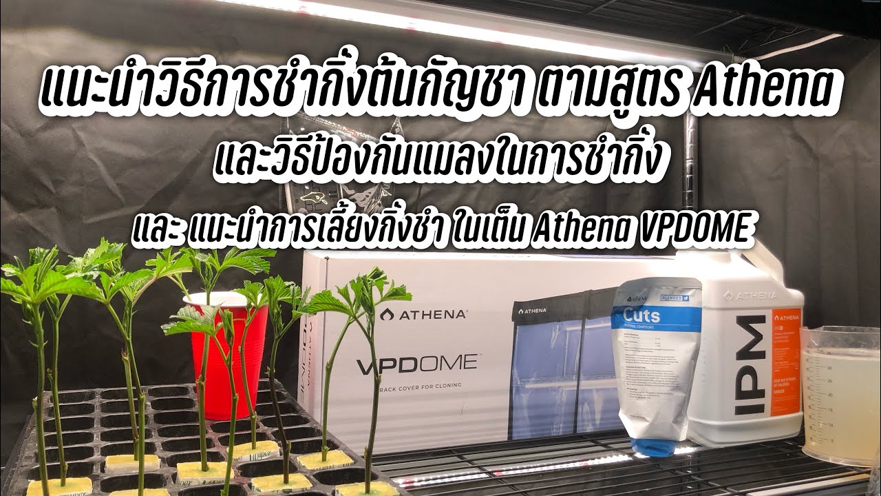 แนะนำวิธีการชำกิ่งต้นกัญชา ตามสูตร Athena วิธีป้องกันแมลงในการชำกิ่ง การเลี้ยงกิ่งชำใน Athena VPDOME