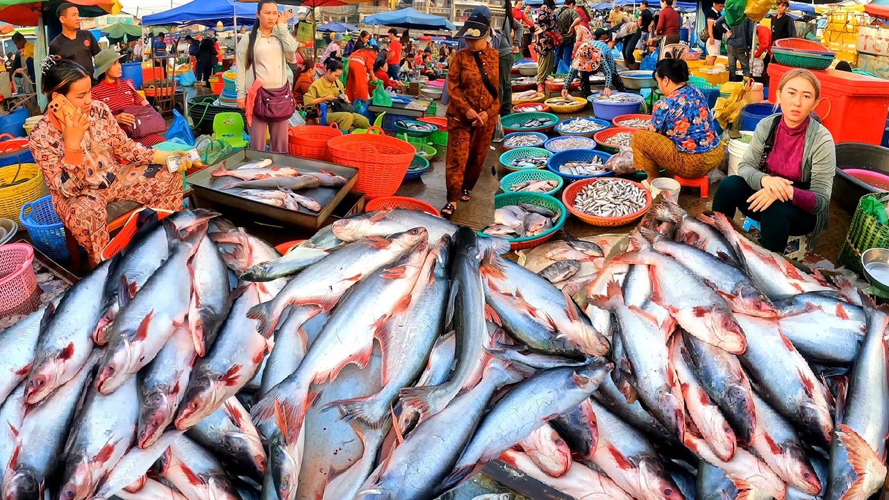Cambodia Freshwater Fish Market. Wet Market, Rich in Small and large Freshwater Fish