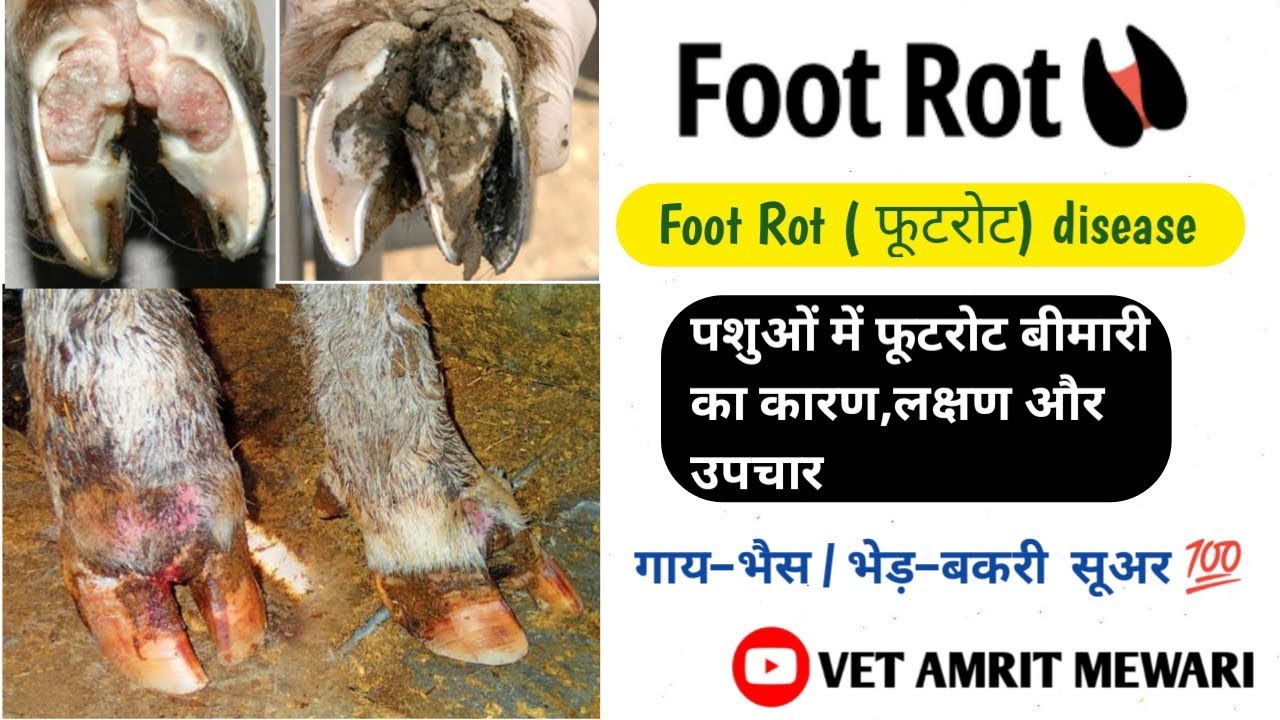 Foot Rot Disease in Cattle | Foot Rot in Goat and Sheep | Foot Rot Diagnosis & Treatment | लंगड़ापन