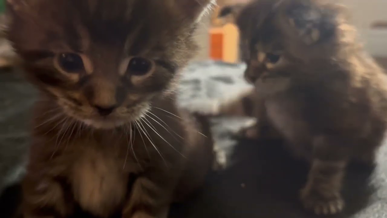 Maine Coon Kittens - Growing Too Fast - Monarch and Thompson #mainecoon #cat #cute #kitten