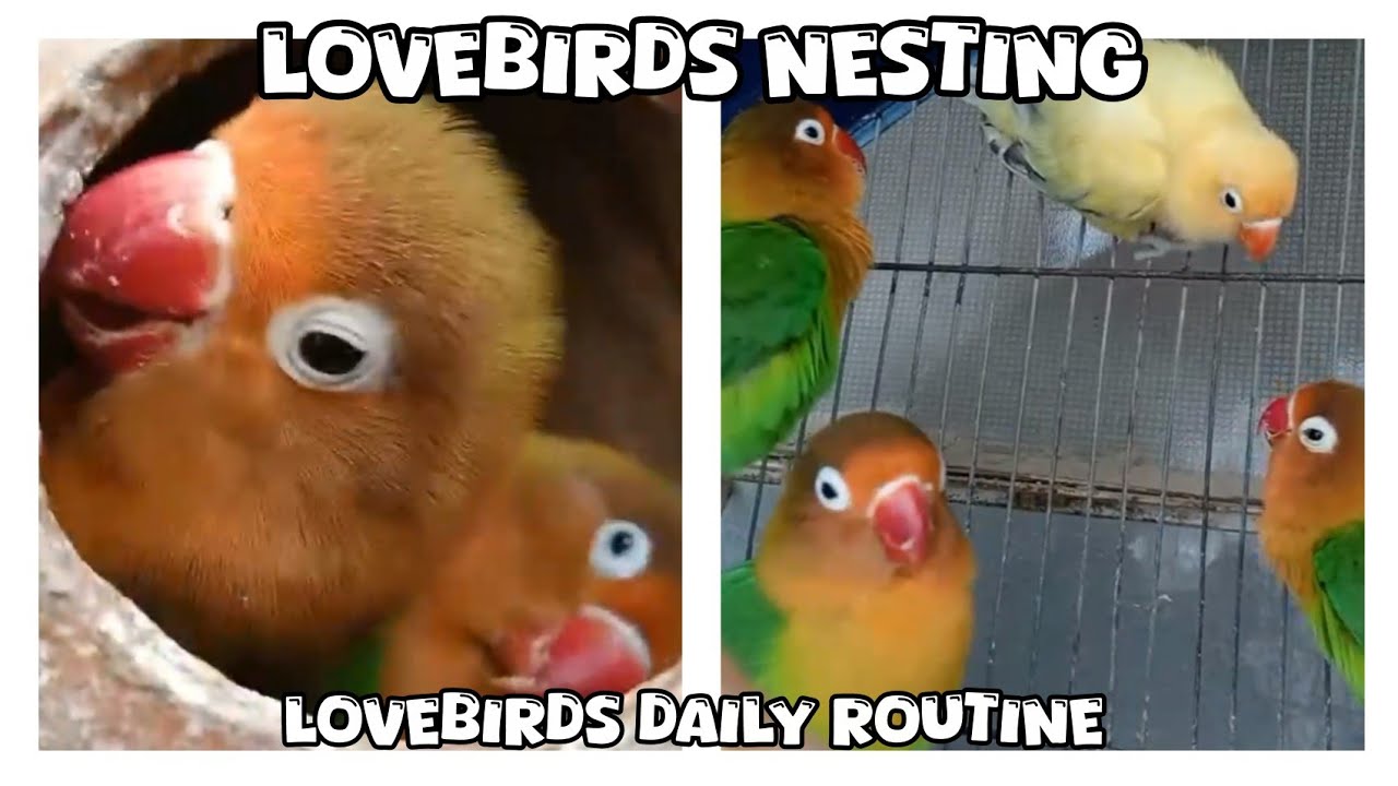 My lovebirds families