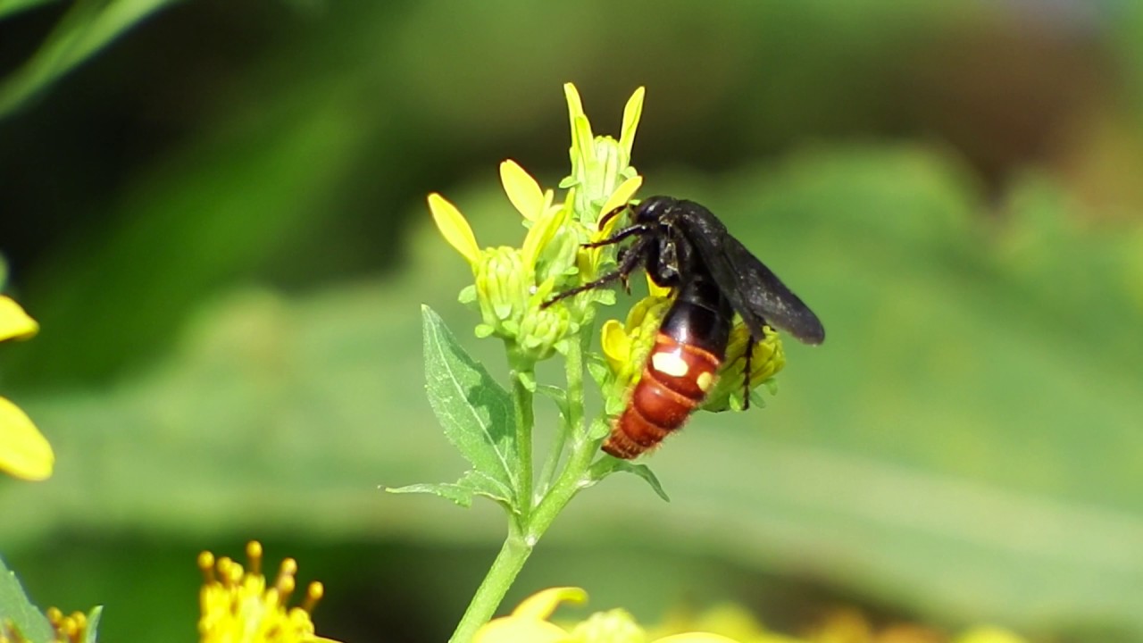Blue-winged Wasp (Scolia dubia)  Observation