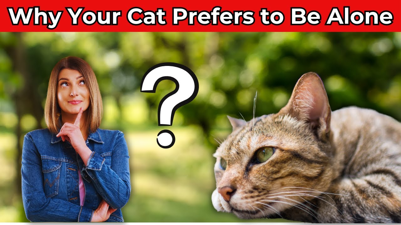 Why Your Cat Prefers to Be Alone ? The Truth Behind Independent Behavior
