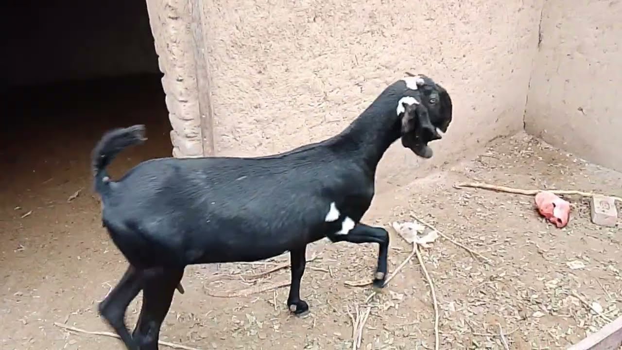 امر تسری بیتل بکریوں کا شوق شوقین حضرات بکری 🐐  لینے کے لیے رابطہ کریں  6782648-0308 