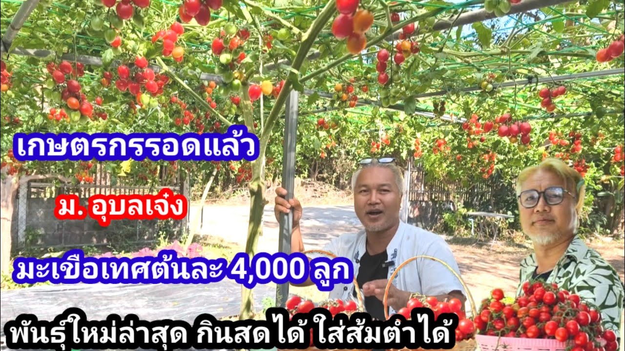 ข่าวดีเกษตรกรไทย!! ม.อุบลเจ๋ง สั่งมะเขือเทศต้นละ 4,000 ลูก สายพันธุ์ใหม่ เตรียมพร้อมส่งต่อให้เกษตรกร