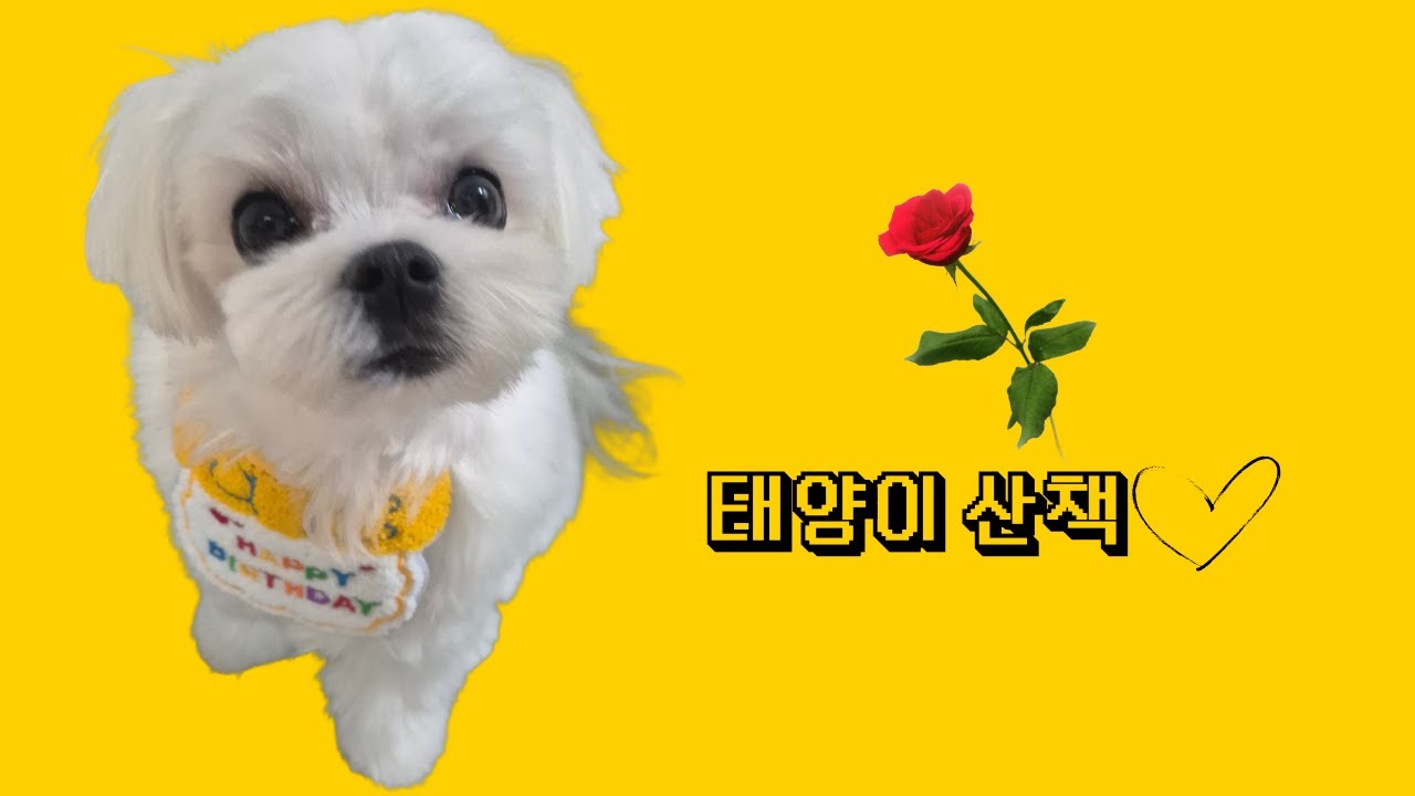 태양이 산책중~♥
