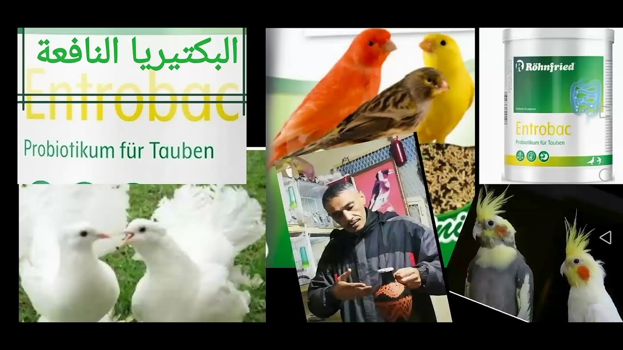 #Entrobac#البكتيريا#النافعة#مكوناتها#منافعها#طريقة#استعمالها#الحمام#الكناري#ا#الكالوبسات#جميع الطيور