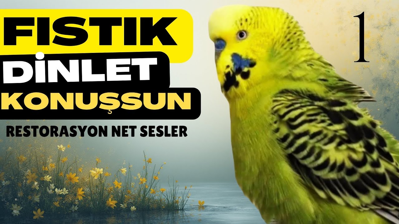 Cici Kuş Aşkım Babacık Öpücük | Konuşan Muhabbet Kuşu Fıstık 2 Saat | Net Sesler Restorasyon 1