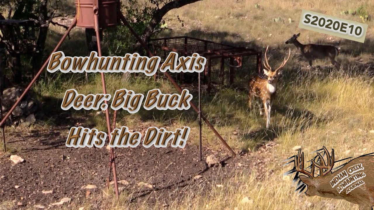 Bowhunting Axis Deer: Big Axis buck Down! Indian Creek Ranch, Rocksprings, Texas S2020E10