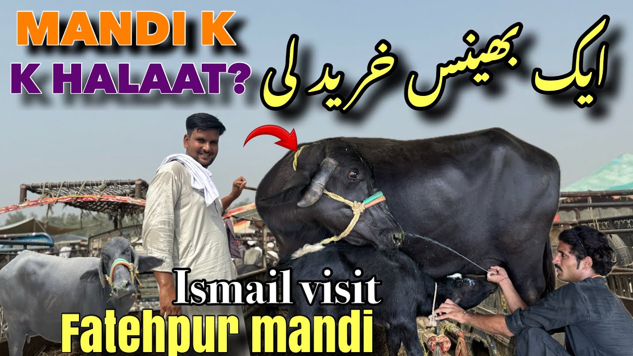 Today Ismail Jutt Visit fatehpur mandi