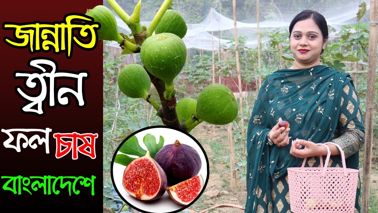 পবিত্র কোরআন শরীফে বর্নিত ত্বীন ফল চাষে ভাগ্যবদল গাজীপুরের আজম তালুকদারের।Mordan Agro