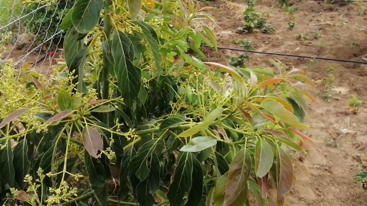 Hass avocado trees flowering at month 14 at Naivasha | Hass avocado farming in Kenya