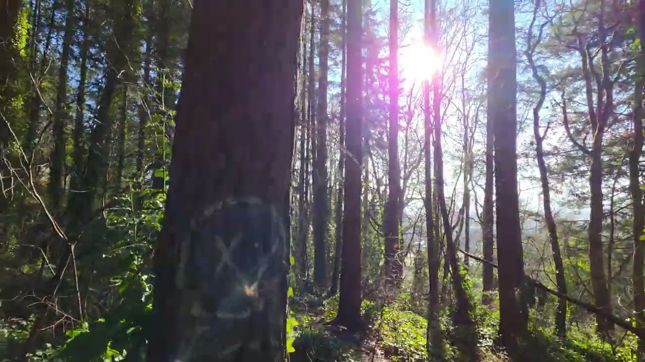 Dobson McFadden Trail Chehalis Walk Conclusion January 17, 2025