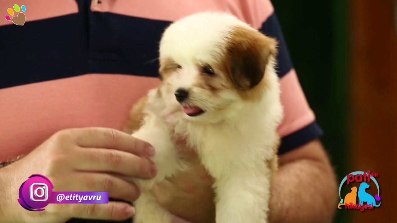 Köpeğim evde yalnız kalamıyor, bu durumda ne yapmam gerekiyor ?