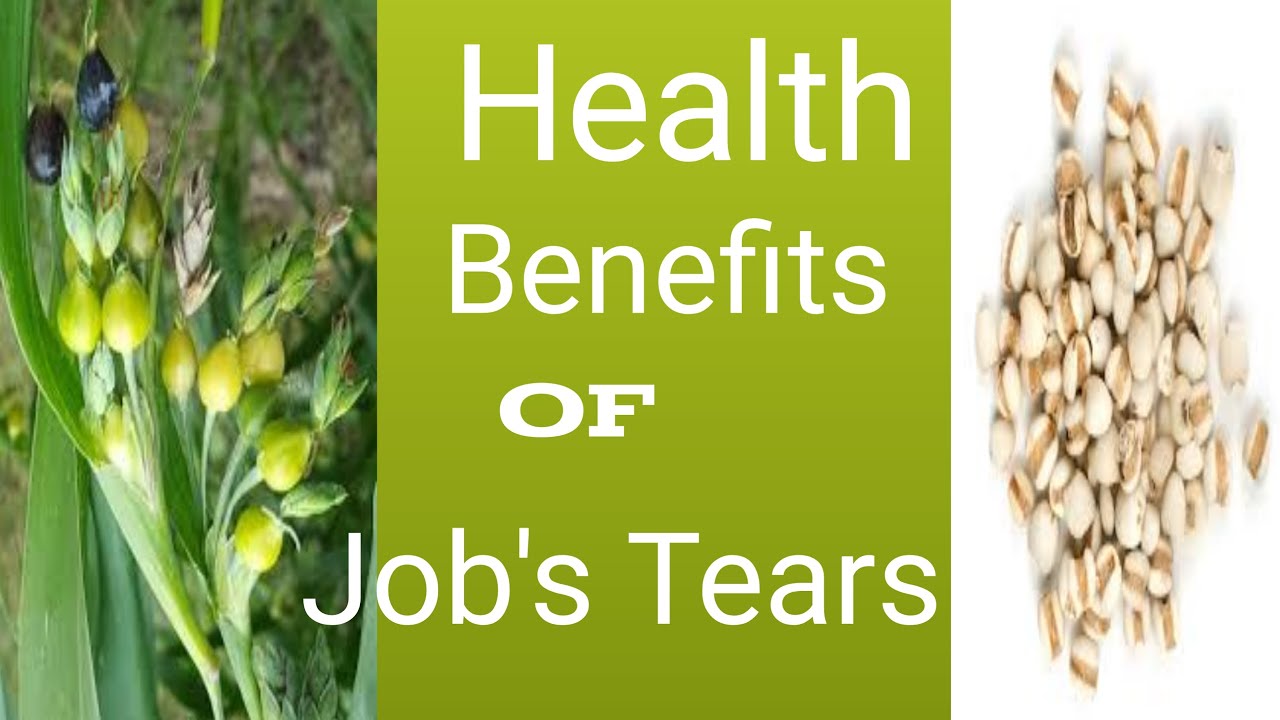 Health Benefits of Job's Tears a Miracle Grain