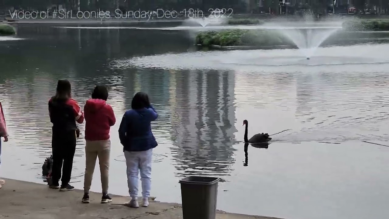 Thi&ecirc;n nga ở hồ Thiền Quang - Swans on Thien Quang lake