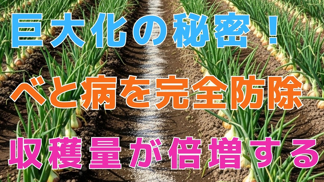 玉ねぎのべと病で全滅！？収穫量を倍増させる“最後の追肥”の秘密。手遅れになる前に急いで！｜タマネギのべと病予防