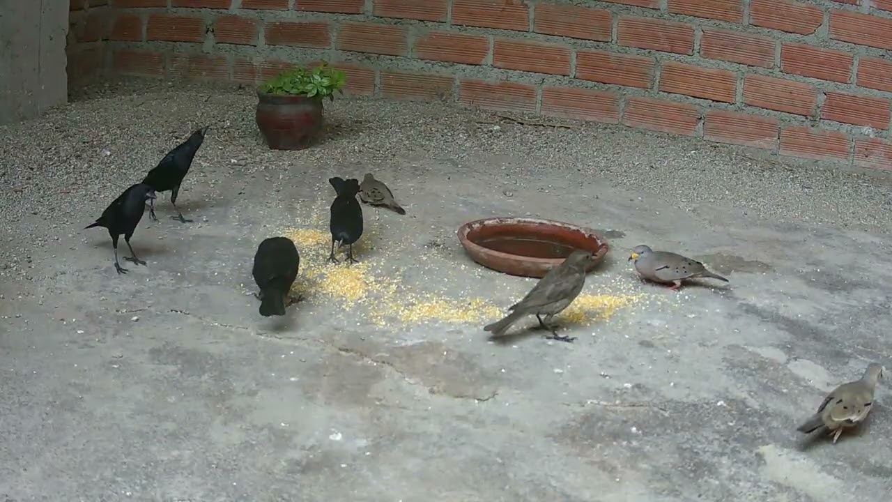 Cuculis y Tortolitas comiendo