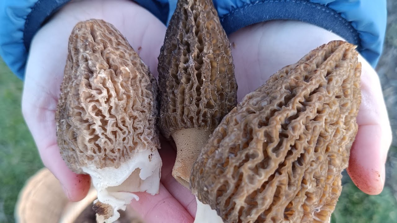 Kuzu g&ouml;beği mantarı bitmiyor? Karıştırılmaması gereken t&uuml;rler. #kuzug&ouml;beği #morchella #morel #mantar