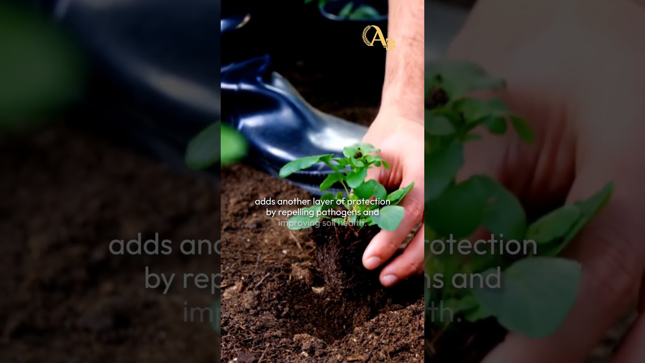 Fight Plant Diseases with Crop Diversity