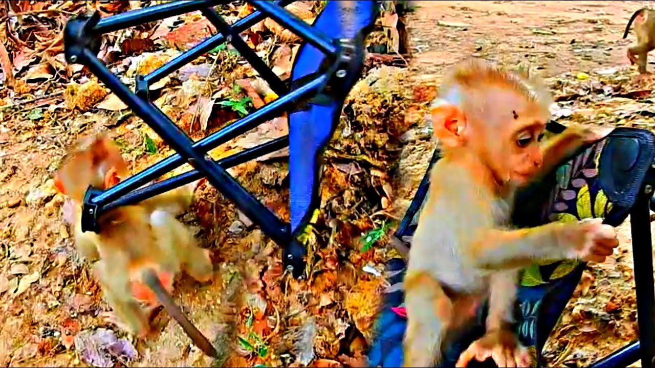 Cutest Baby Monkey's Curiosity Leads To The Unexpected Do Loves More Cute Baby Moly Superb Life Baby