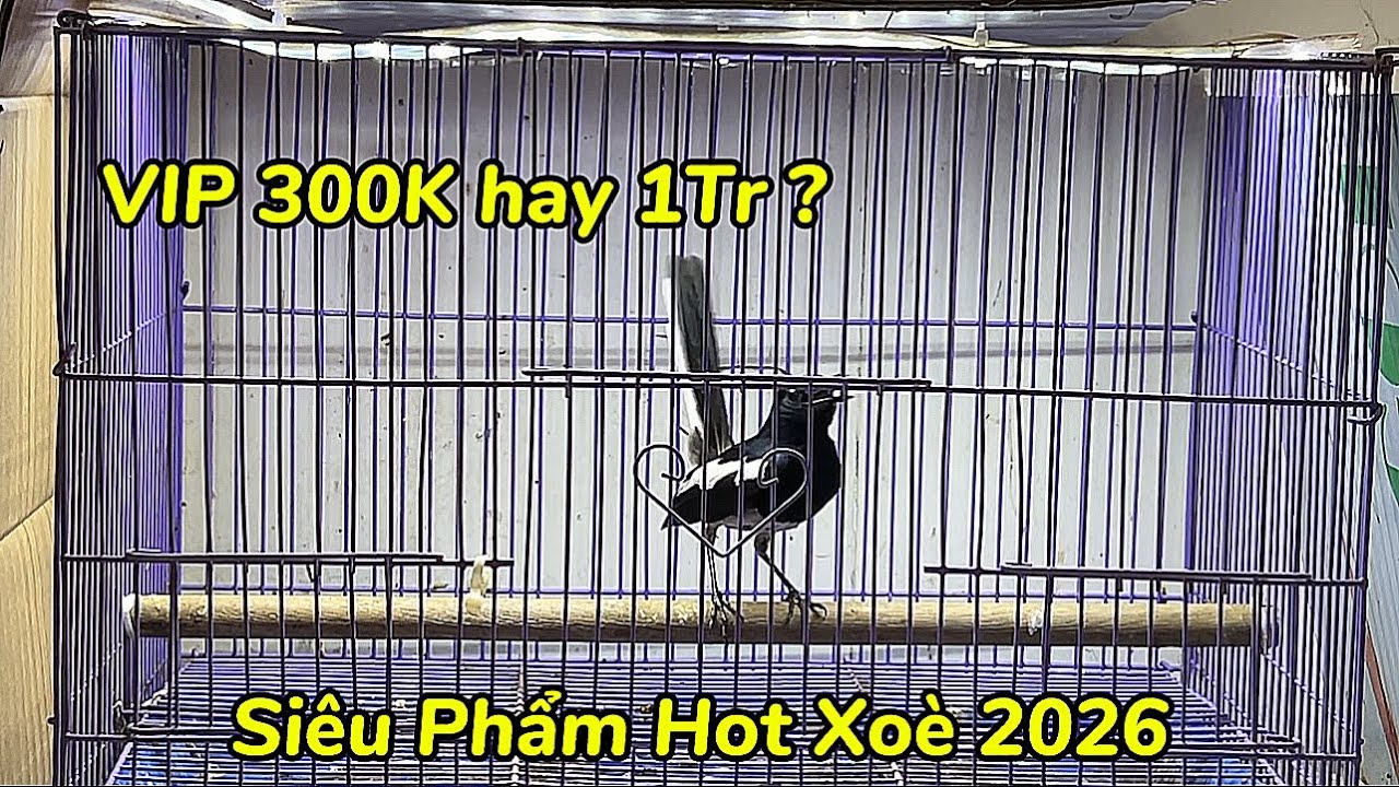 12-3 Choè Than Bổi Siêu Hot Cho Ae Đameee