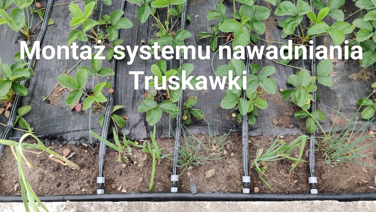 Montaż systemu nawadniania - truskawki