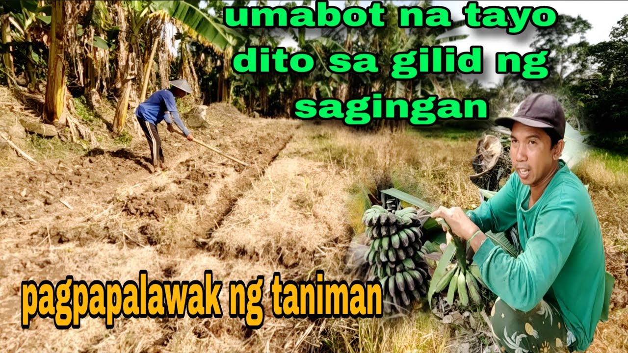 Umpisa na sa Pag tataniman ng kamote sa bandang ibaba ng  area #1