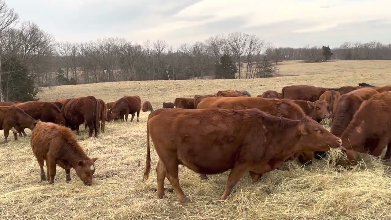 Is 2-year-old hay stored outside any good for livestock?